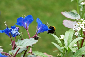 Hummel im Blumenkasten