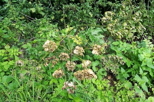 Wiesenbärenklau