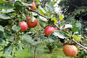 Äpfel